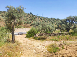 Milas Pınarcık'ta Bodrum Yoluna Yakın Zeytinlik 2100 m²