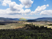 Muğla Milas Kazıklı'da Deniz Manzaralı Satılık Zeytinlik 10 Dönüm